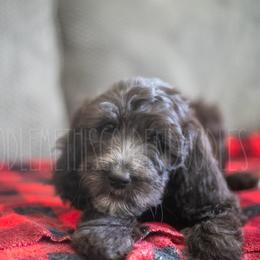 Goldendoodle Puppies from Doodle Me This Goldendoodles