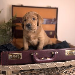 Rory 7th pick male - Yellow Labrador Retriever puppy in Rocky Top, Tennessee from Rocky Top Retrievers and Ranch