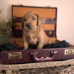 Rory 7th pick male - Yellow Labrador Retriever puppy in Rocky Top, Tennessee from Rocky Top Retrievers and Ranch