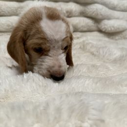 Basset Hound Puppies from CK Beagles & Bassets