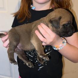Neil Down - Fawn male Mastiff puppy in Carthage, Missouri from Mama’s Mastiffs