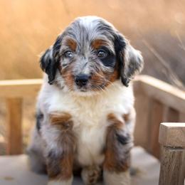 Chief - Blue merle male Aussiedoodle puppy in Crete, Nebraska from Doodles & Co