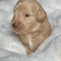 Simon - Apricot male Labradoodle puppy in San Antonio, Texas from I Love U Back Labradoodles, LLC