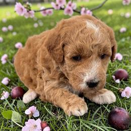 Plum - Apricot female Goldendoodle puppy in Gainesville, Florida from Pet Inn Xxweetdoodles