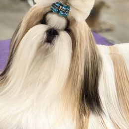 Shih Tzus from Maldiz shih tzu