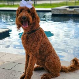 Harper - Goldendoodle