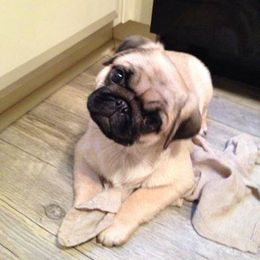 Pug Puppies from Pickwick Pugs