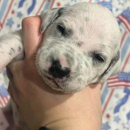 Heath - White and black male Dalmatian puppy in Austin, Texas from Dazzling Dalz