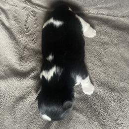 Shih Tzu Puppies from Free Range Shih Tzus