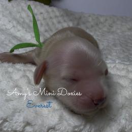 AKC Everest (Green) - Cream male Dachshund puppy in Jena, Louisiana from Amy’s Mini Doxies