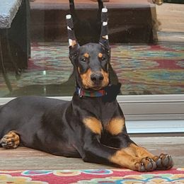 Doberman Pinscher Puppies from Amity Doberman Pinschers