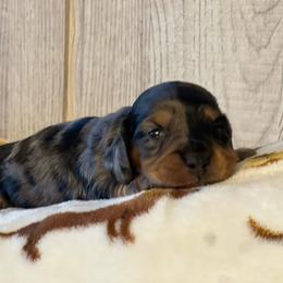 Spuds - Dapple male Dachshund puppy in Choccolocco, Alabama from Ace’s Doxies