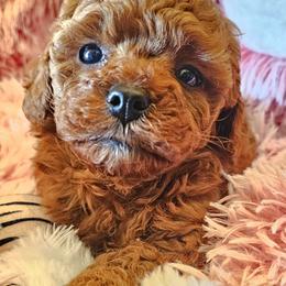 Romeo - Red male Cavapoo puppy in Marshfield, Missouri from Puppyloversplace
