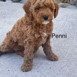 Penni - Apricot female Poodle puppy in La Center, Washington from Sarah Lobbestael
