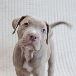 American Bullies from BURI Bull Kennels