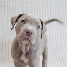 American Bullies from BURI Bull Kennels