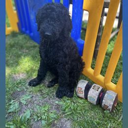 Poodle Puppies from Sarah’s Standards