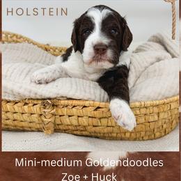 Holstein - Parti male Goldendoodle puppy in New Harmony, Indiana from Cottonwood Farms