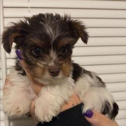 Boy - Chocolate, tan and white male Yorkshire Terrier puppy in Dahalonega, Georgia from C. D. K