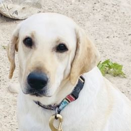 Odie - Labrador Retriever