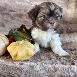 Chi - Chocolate and tan female Shih Tzu puppy in Geneva, Florida from Shih Tzu’s Creek
