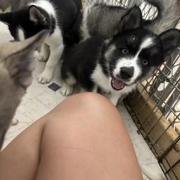 Siberian Husky Puppies from The Rulon Den