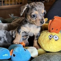 Archy - Black and tan male Companion Cross puppy in Prescott, Arizona from Dachshund Family Love Breeders