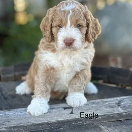 Australian Labradoodle Puppies from Sierra Skye Labradoodles