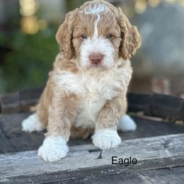 Australian Labradoodle Puppies from Sierra Skye Labradoodles
