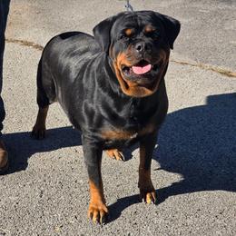 Zari - Rottweiler