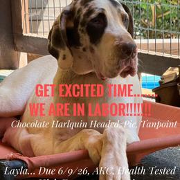 Blue Tanpoint Boy - Blue male Great Dane puppy in Greenville, South Carolina from Allen’s Ridge Ranch
