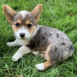 American Corgis and Pembroke Welsh Corgis from 6B Buchanan Corgi’s