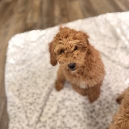 Poodle Puppies from Savana williams