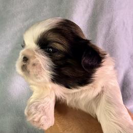 Pumpkin - Gold and white male Shih Tzu puppy in Winston Salem, North Carolina from Little Miracles Shih Tzu