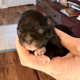 Girl 2 - Black and white female Shih Tzu puppy in Stroud, Oklahoma from Laik’s Little Shihtz & Poms