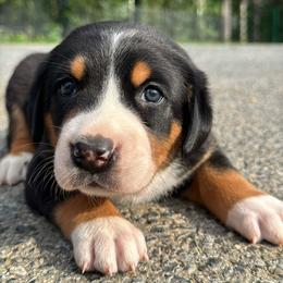 Orange Collar - Black, white and red female Greater Swiss Mountain Dog puppy in Knoxville, Maryland from Dahlgren Swissys