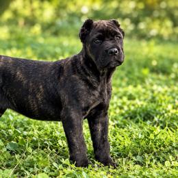 Missy - Chestnut brindle female Cane Corso puppy in Sandia, Texas from OneTime Cane Corso