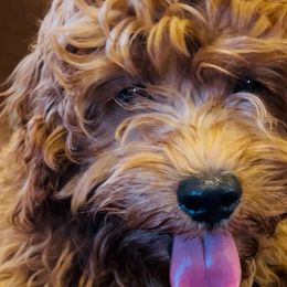 Goldendoodles from Safari Doodles