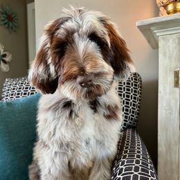 Newfypoo Puppies from Two Sisters Ranch, LLC
