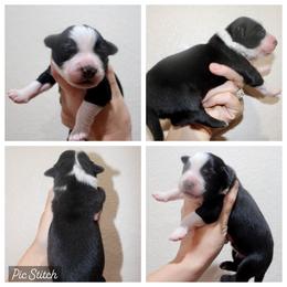 Onyx - Black tri-color male Australian Shepherd puppy in Iola, Texas from MK Aussies