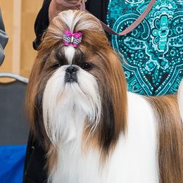 Shih Tzu adult dog