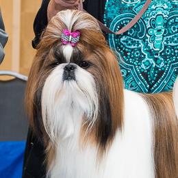 Shih Tzu adult dog