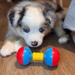 Rose - Blue merle female Miniature Australian Shepherd puppy in Massapequa, New York from All That Auss Mini Aussies