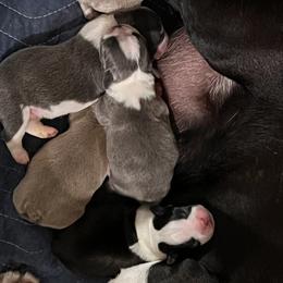 Boston Terrier Puppies from Toon’s Boston Terriers