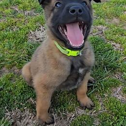 Croft's Neon - Mahogany male Belgian Malinois puppy in Berry, Alabama from North River k9