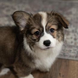 Pembroke Welsh Corgis from Mountain Meadow Farm