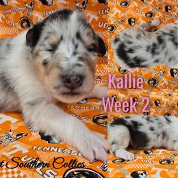 Kallie - Blue merle female Collie puppy in Kingsport, Tennessee from Sweet Southern Collies