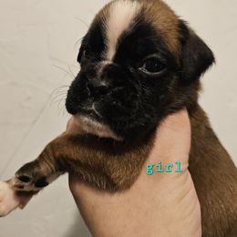 Teal - Boxer puppy from Seven Kingdom Boxers