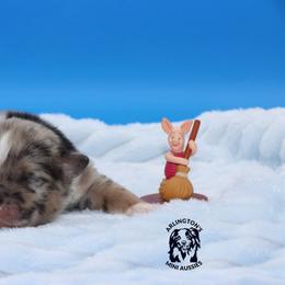 Piglet - Blue merle male Miniature Australian Shepherd puppy in Weeki Wachee, Florida from Arlington's Mini Aussies