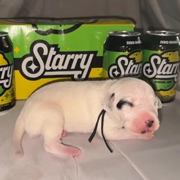 Sierra Mist - White and black female Dalmatian puppy in Des Moines, Iowa from Spot Splattered Dalmatians